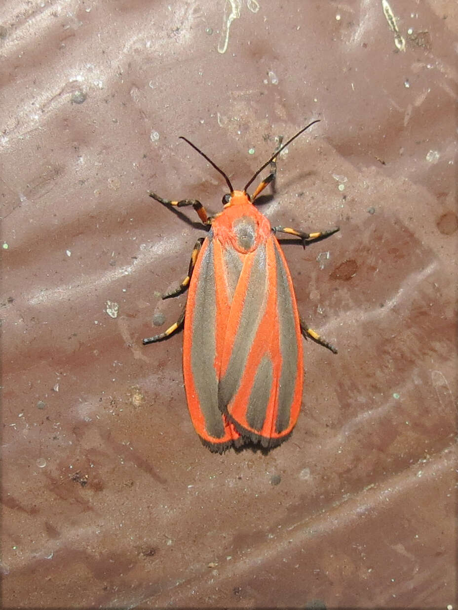 Image of Scarlet-winged Lichen Moth