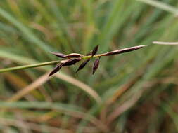 Image of Flea Sedge