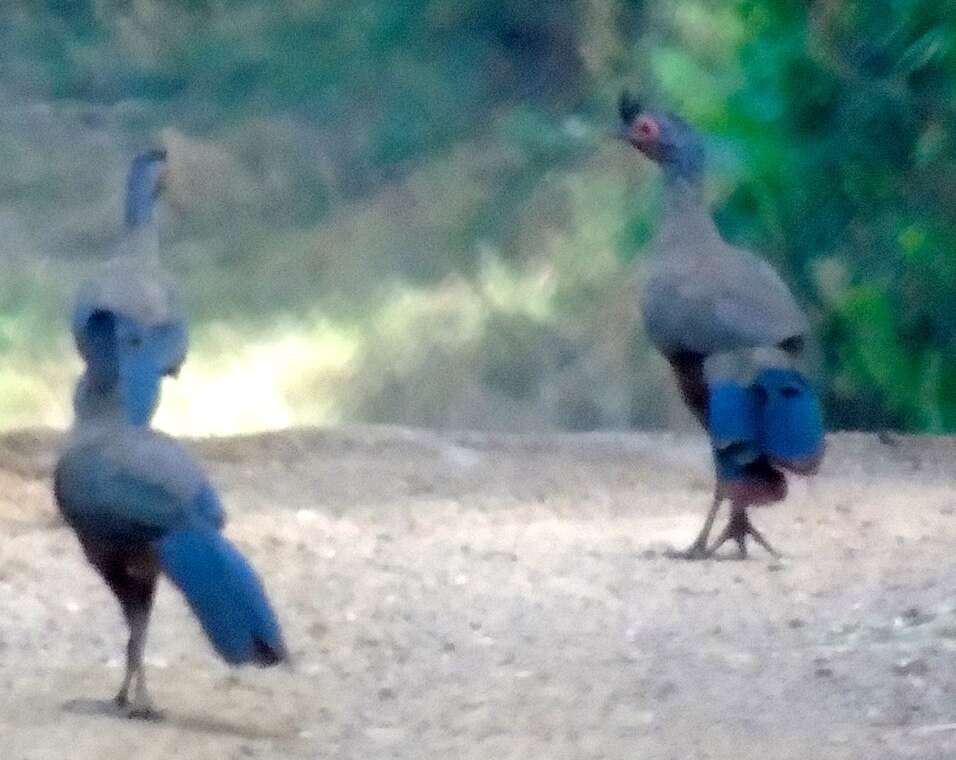 Image of Rufous-bellied Chachalaca