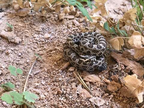 Image of Crotalus oreganus concolor Woodbury 1929