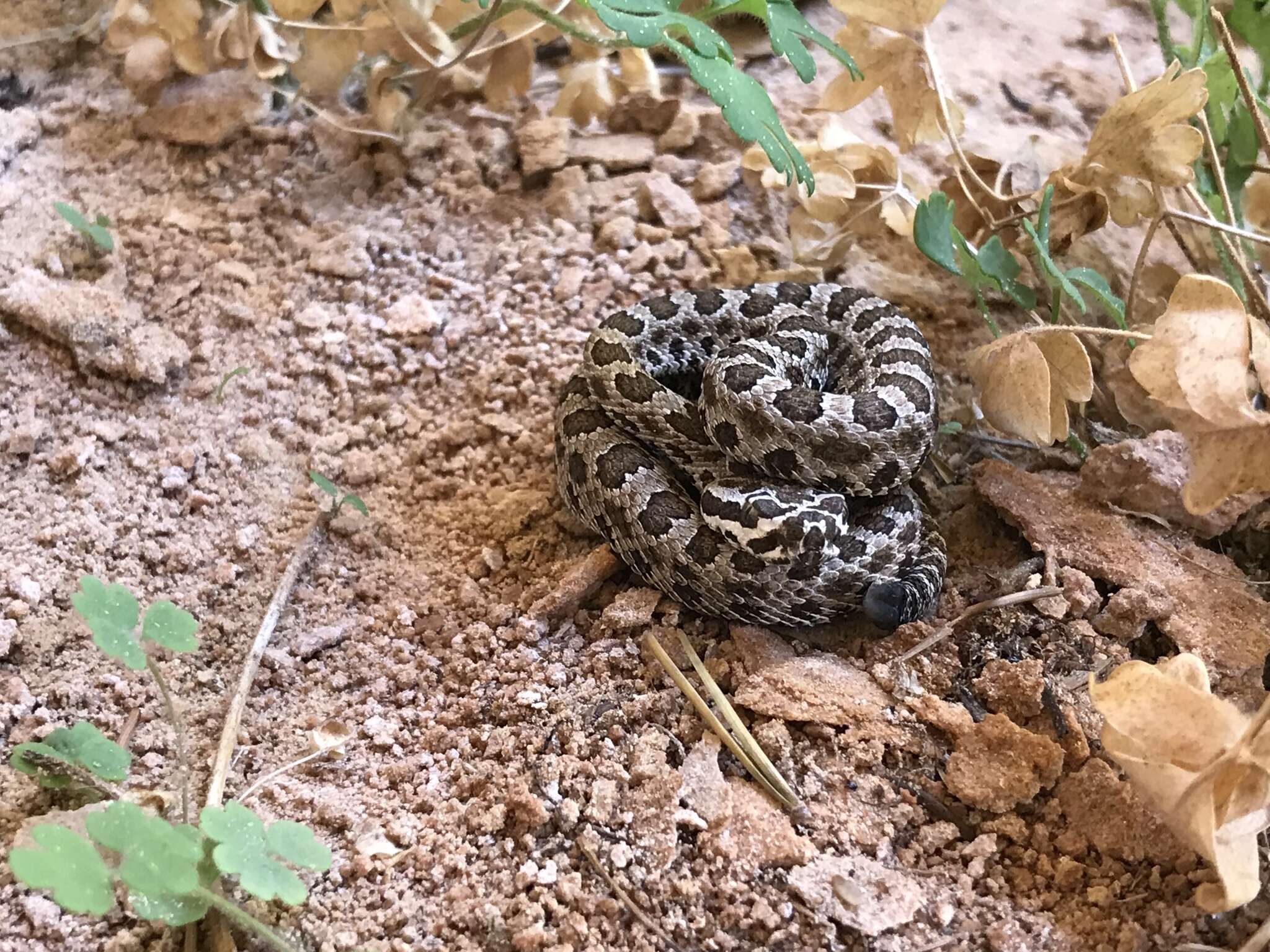 Imagem de Crotalus oreganus concolor Woodbury 1929