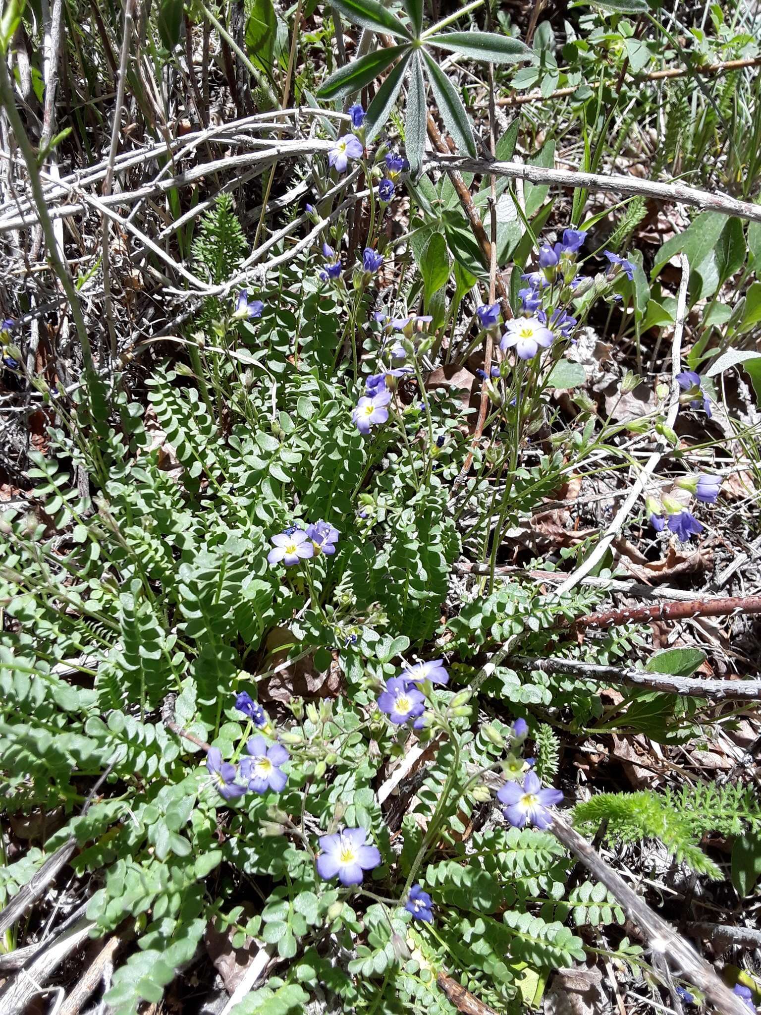 Image de Polemonium pulcherrimum subsp. pulcherrimum