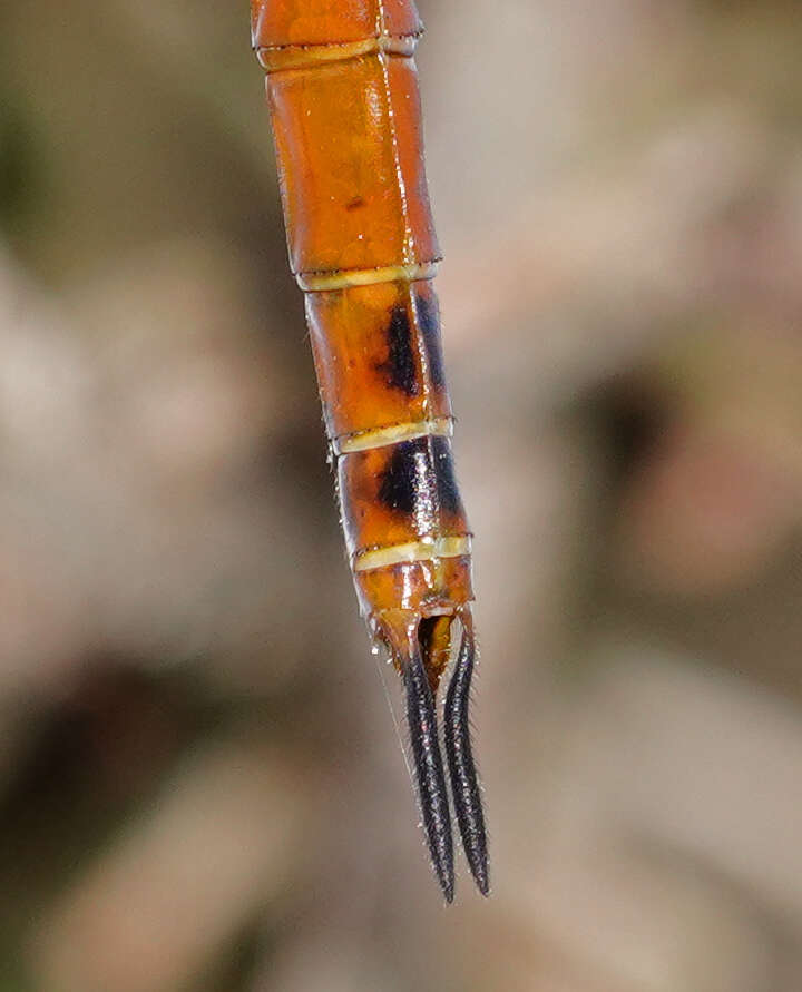 Tramea insularis Hagen 1861 resmi