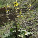 Image of Verbascum formosum Fisch.