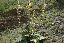 Image of Verbascum formosum Fisch.