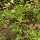 Image of Gynura procumbens (Lour.) Merr.