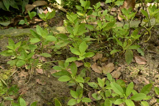 Image of Gynura procumbens (Lour.) Merr.