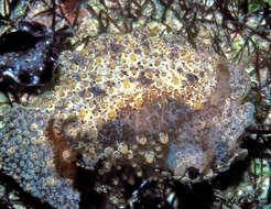 Plancia ëd Carminodoris bifurcata Baba 1993