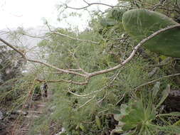 Image de Sonchus leptocephalus Cass.