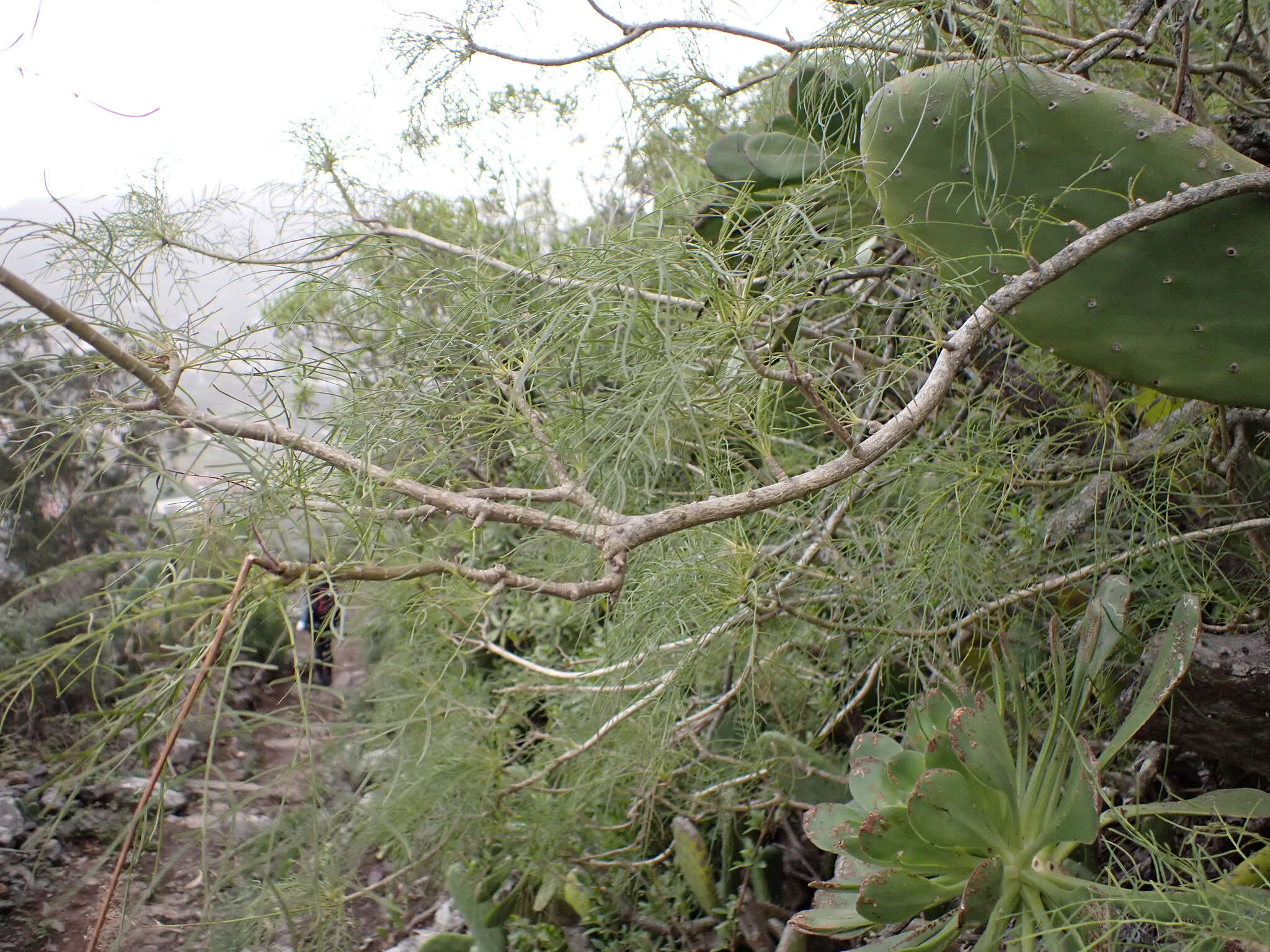 Image of Sonchus leptocephalus Cass.