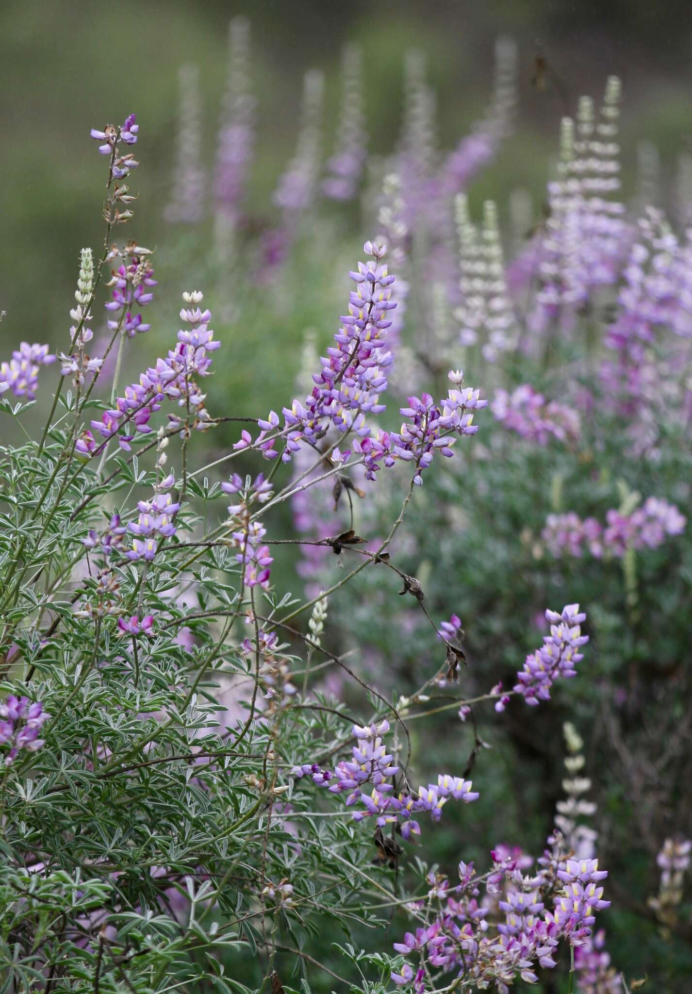 Image of <i>Lupinus paynei</i>