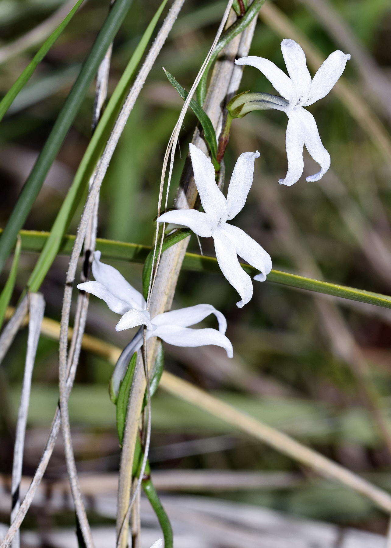 Imagem de Cyphia volubilis var. volubilis