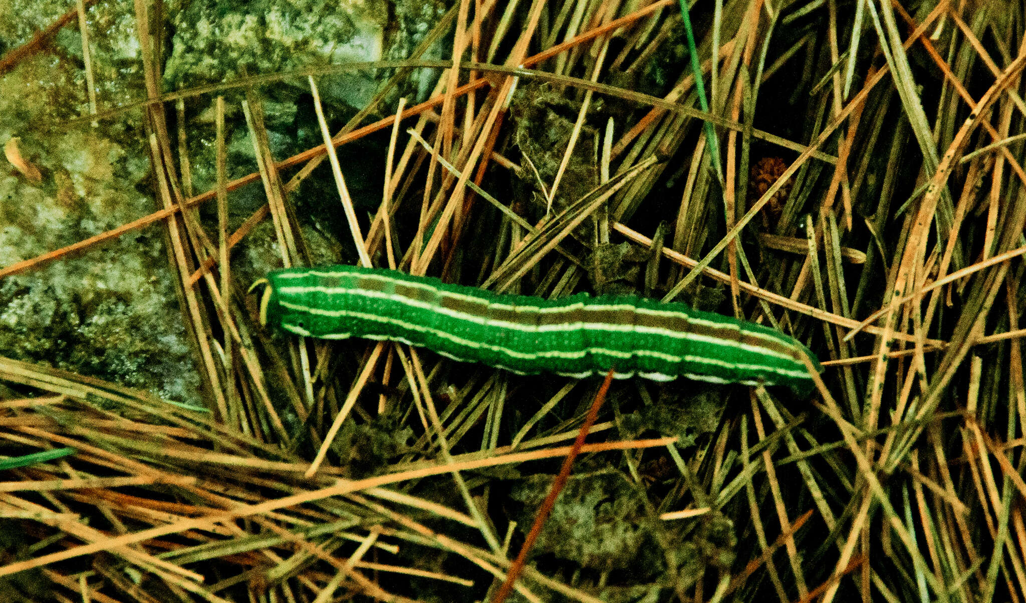 Image of Northern Pine Sphinx