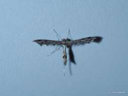 Image of Lantana plume moth