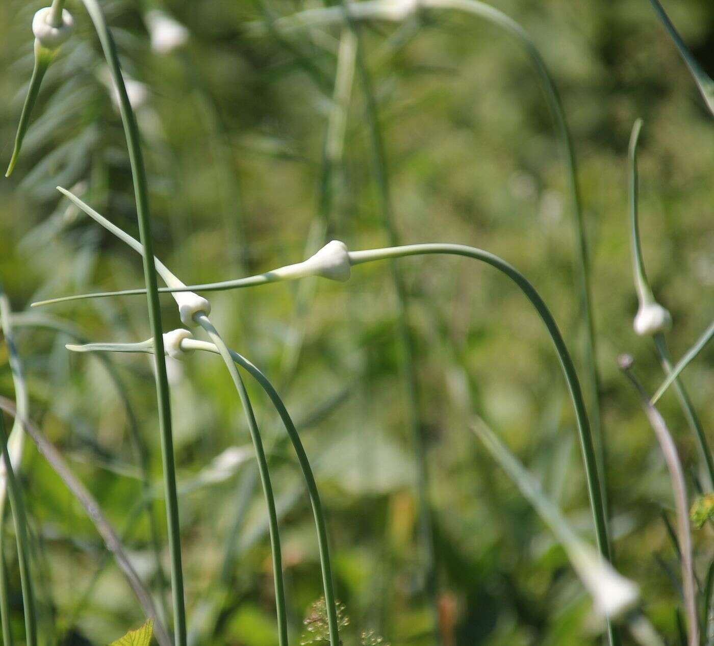 Image of cultivated garlic