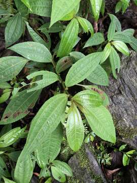 Sivun Pilea rotundinucula Hayata kuva