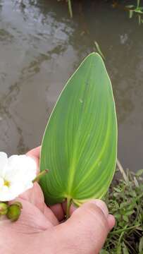 Image of <i>Pontederia gigantea</i> Sousa