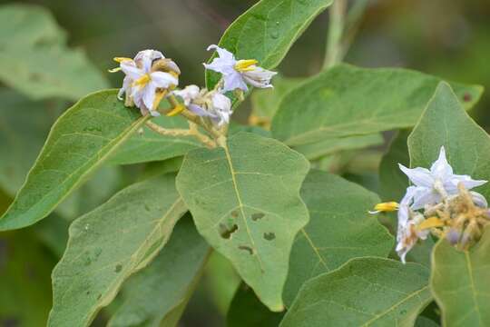 Image of devil's fig