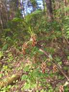 Image of Rock Red Currant