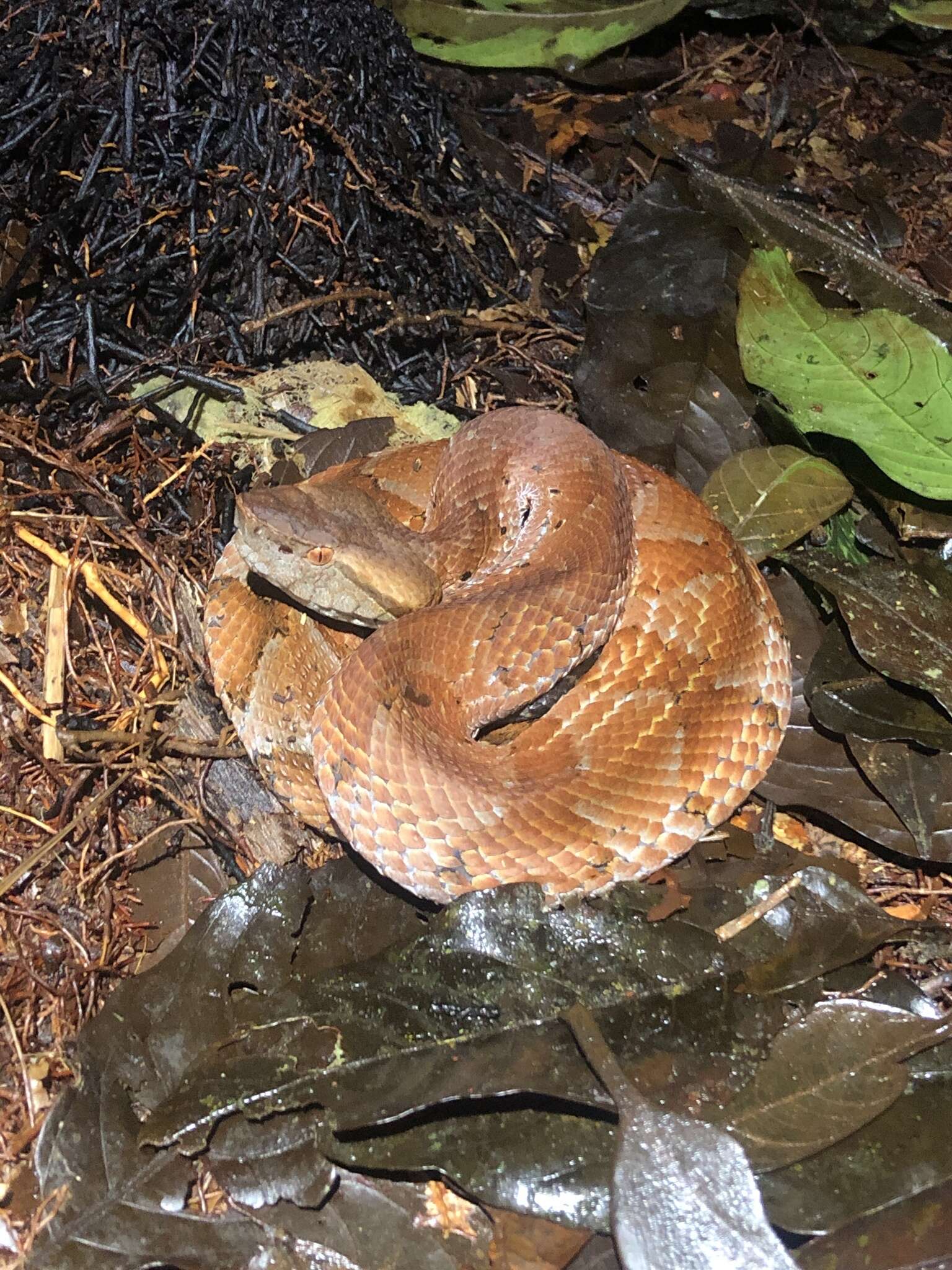 Image of Bothrocophias microphthalmus (Cope 1875)