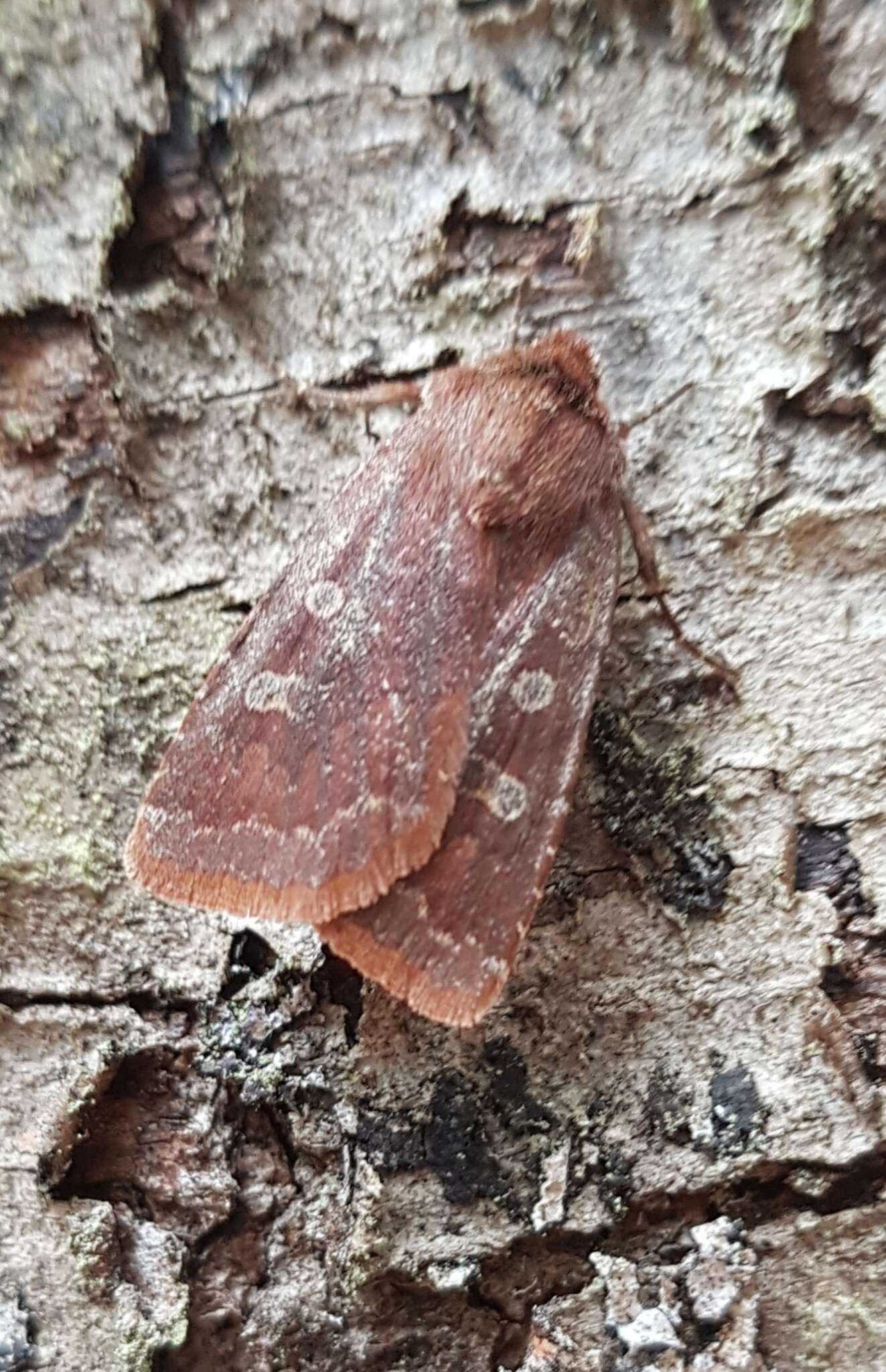 Слика од Cerastis tenebrifera Walker 1865