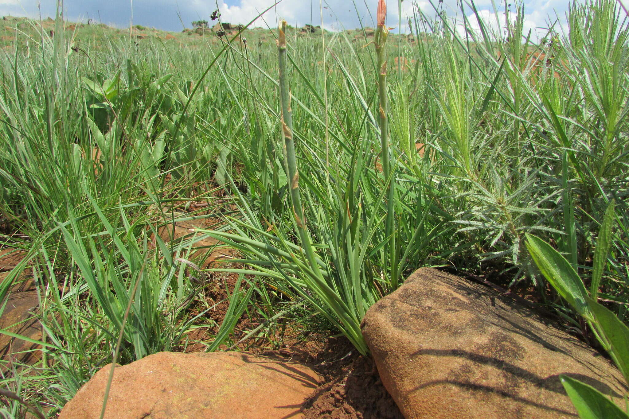 Aloe kniphofioides Baker resmi