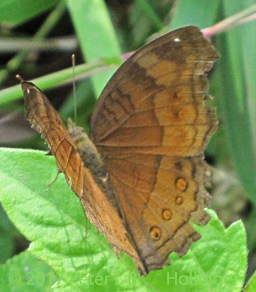 Image of Junonia hedonia Linnaeus 1764