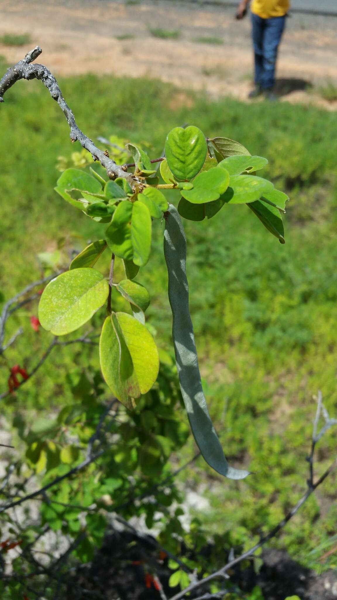 Image of Chadsia versicolor Bojer