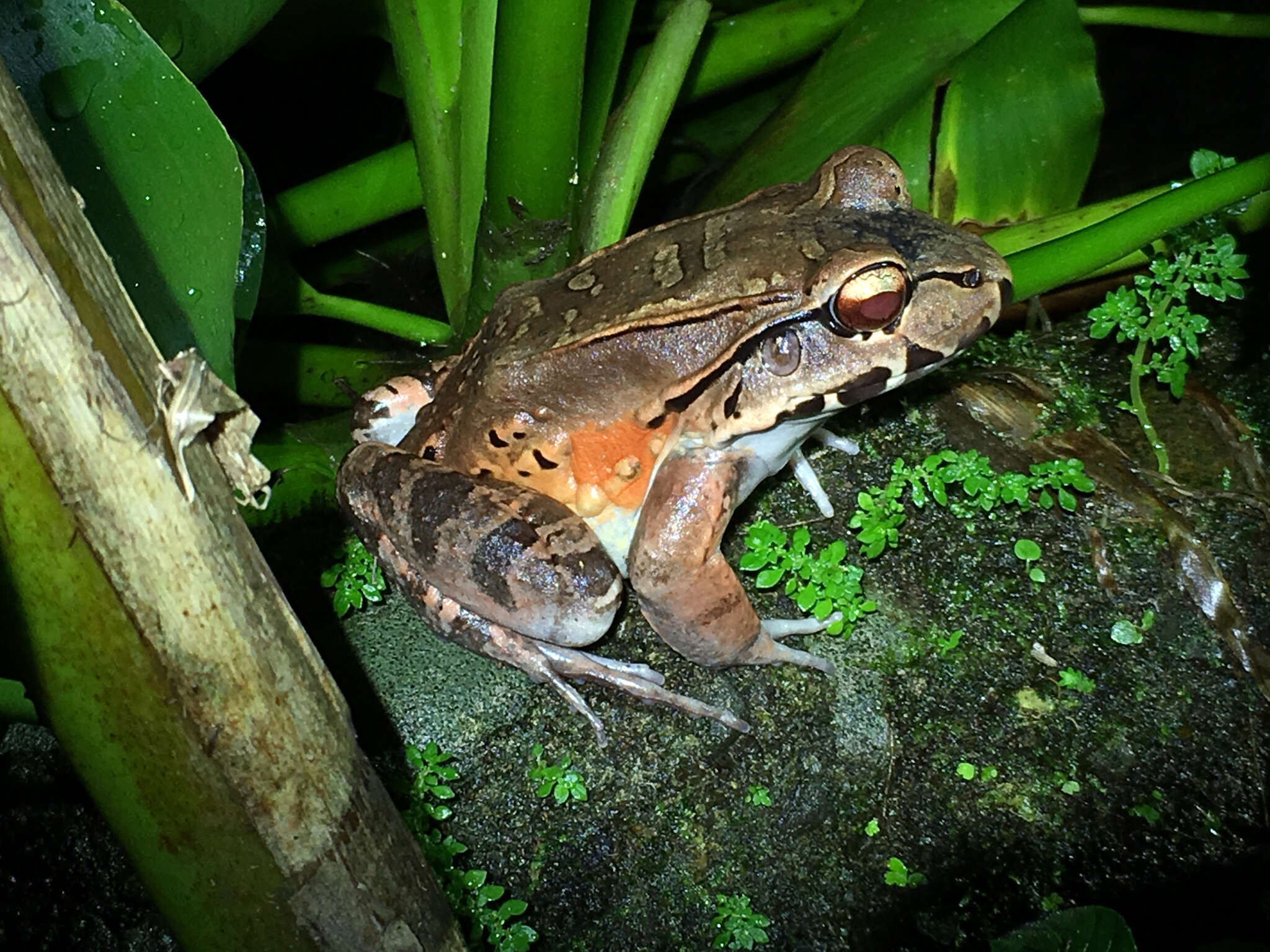 Image of Savage's Thin-toed Frog