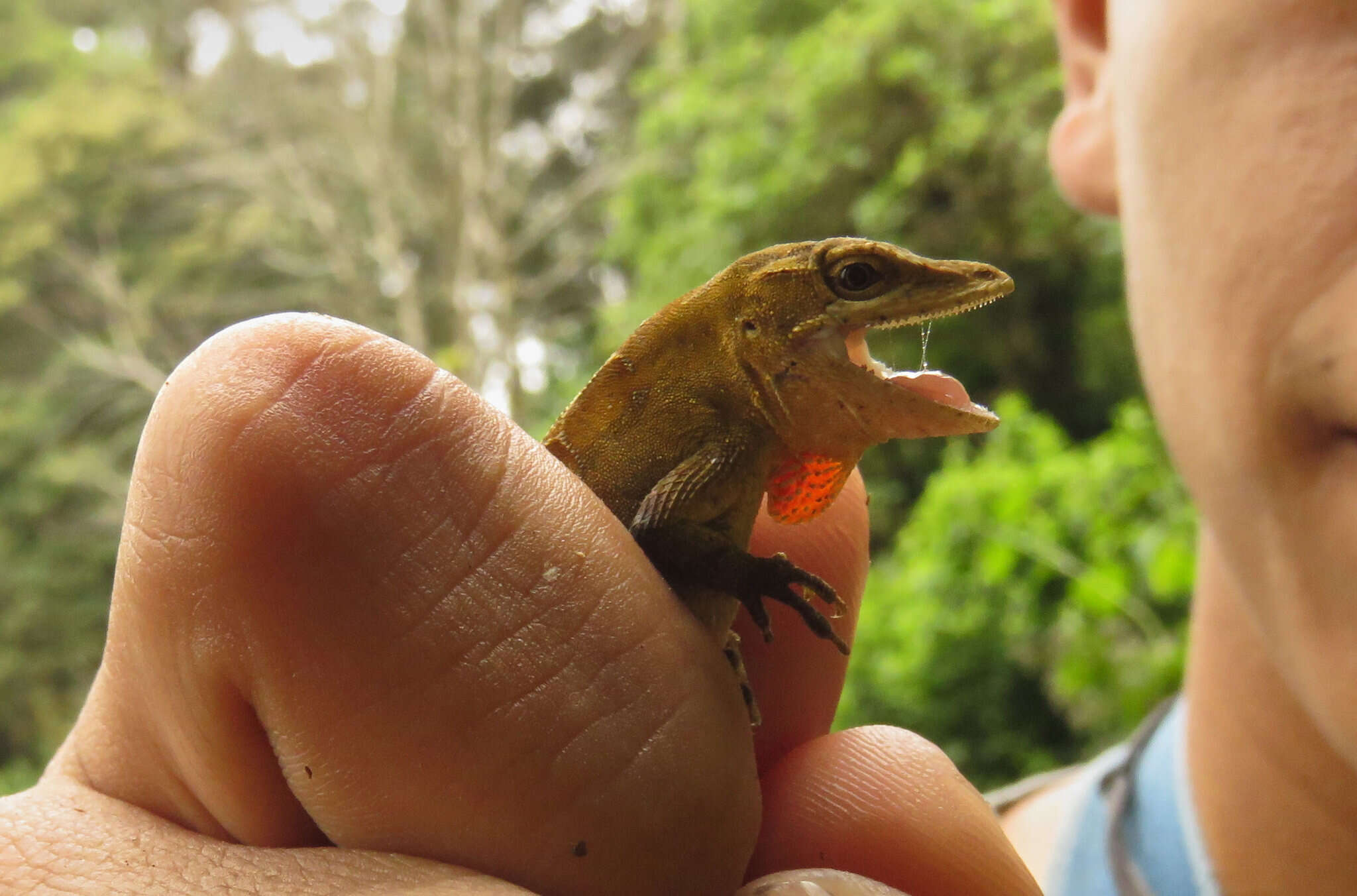 Image of Anolis rubribarbaris (Köhler, Mccranie & Wilson 1999)