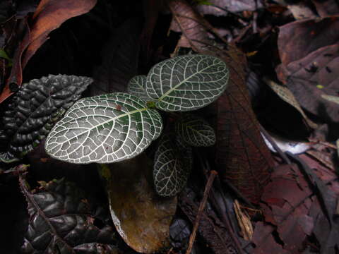 Fittonia albivenis (Lindl. ex Veitch) R. K. Brummitt resmi