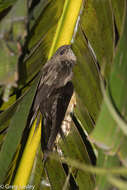 Image of Malagasy Palm Swift