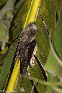 Image of Malagasy Palm Swift
