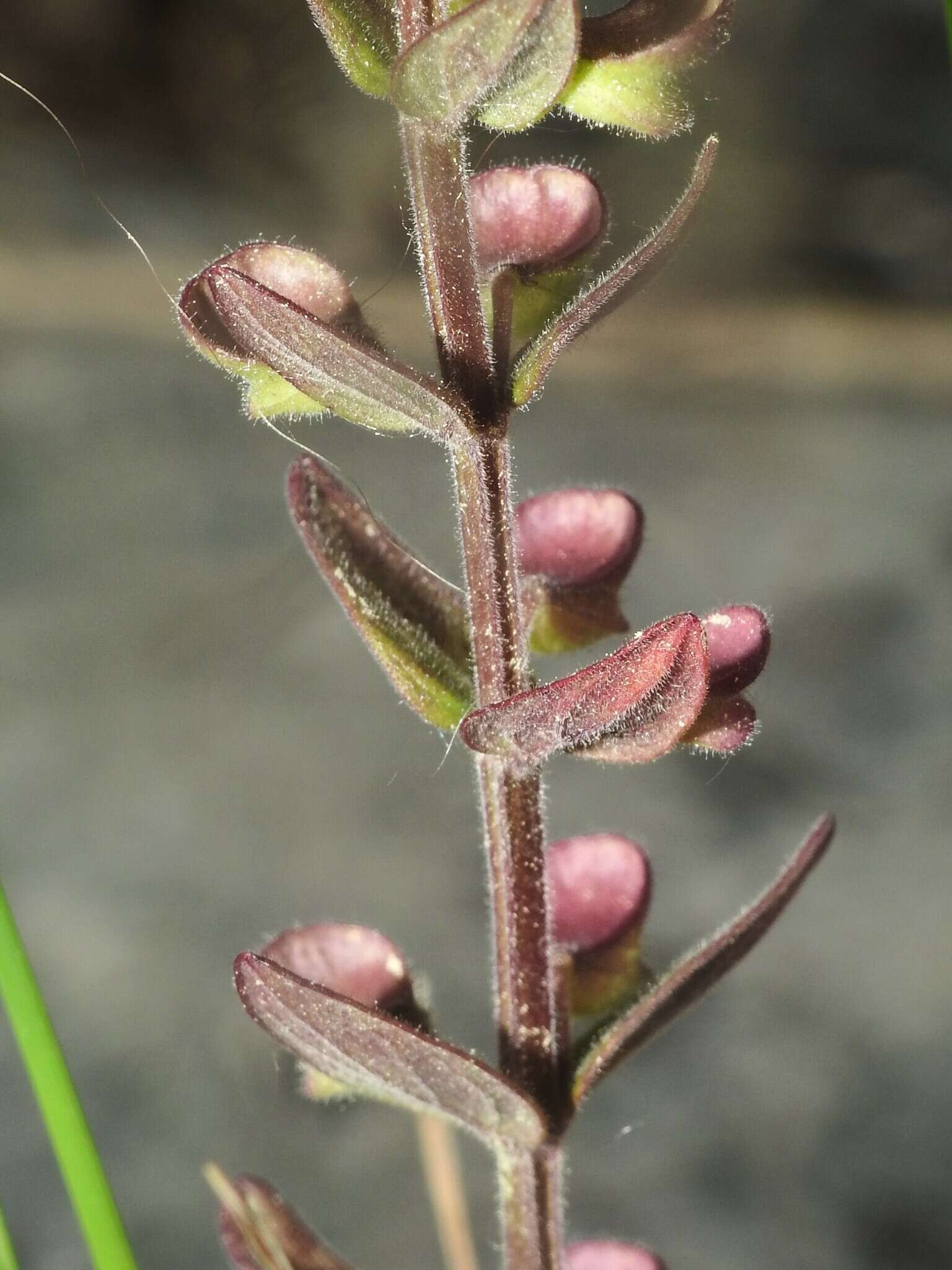 Image de Scutellaria parvula var. parvula