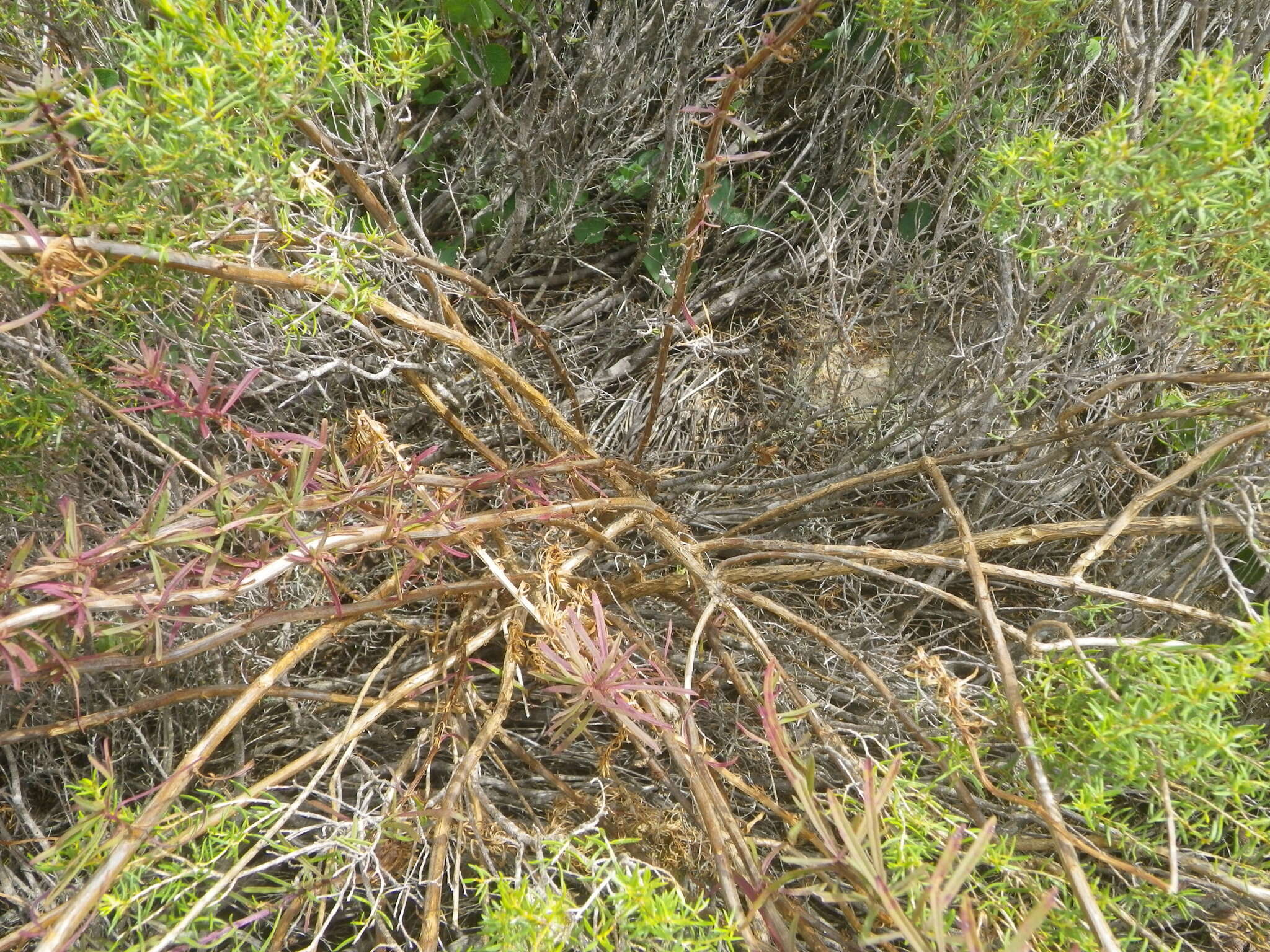 Image of Hebenstretia robusta E. Mey.