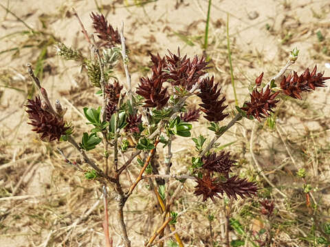 Image of creeping willow