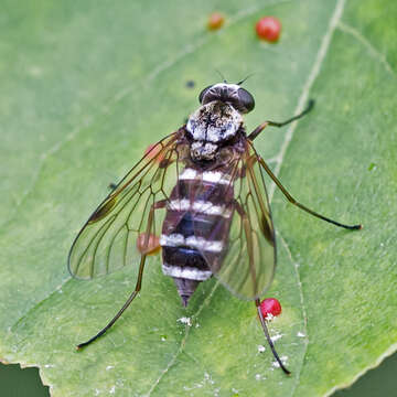 Image of Chrysopilus fasciatus (Say 1823)