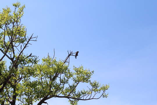 Image of Broad-billed Roller