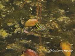 Plancia ëd Pelophylax fukienensis (Pope 1929)