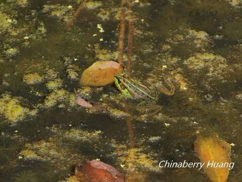 Image of Fukien Gold-striped Pond Frog