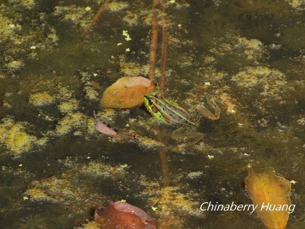 Plancia ëd Pelophylax fukienensis (Pope 1929)