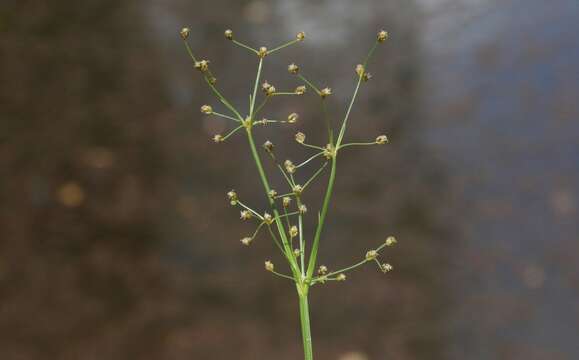 Image of Grass-Like Fimbristylis