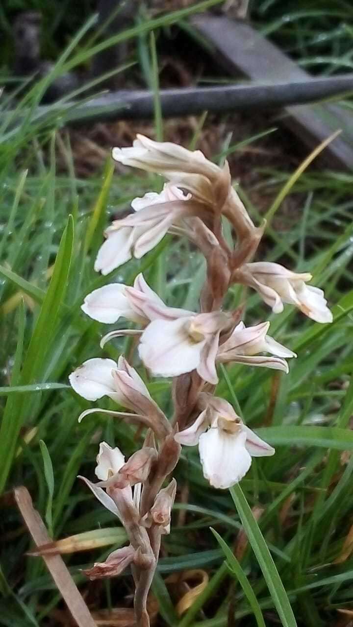 Image of Schiedeella crenulata (L. O. Williams) Espejo & López-Ferr.