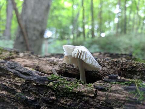 Image de Mycena niveipes (Murrill) Murrill 1916