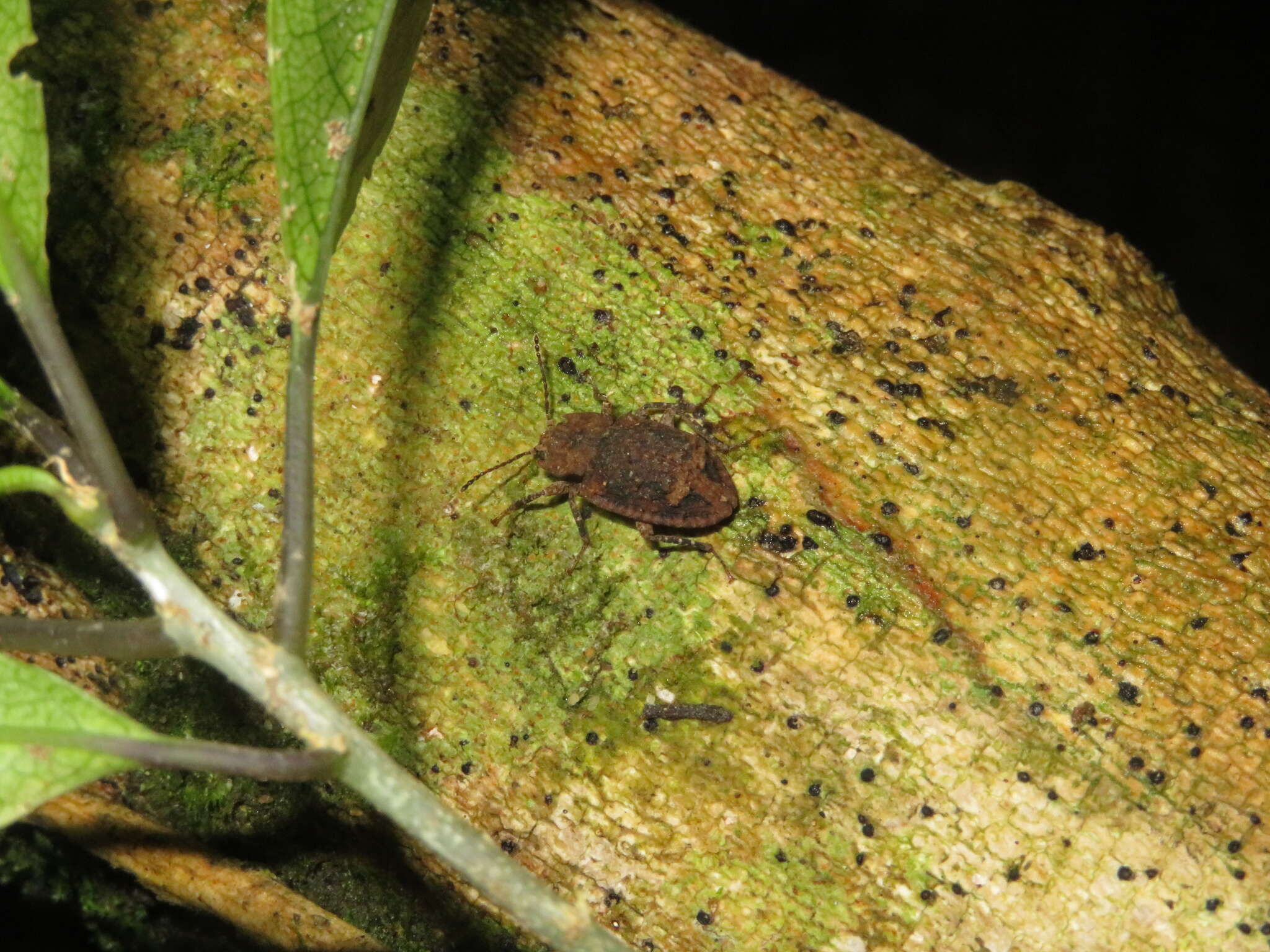 Image of Syrphetodes marginatus Pascoe 1875