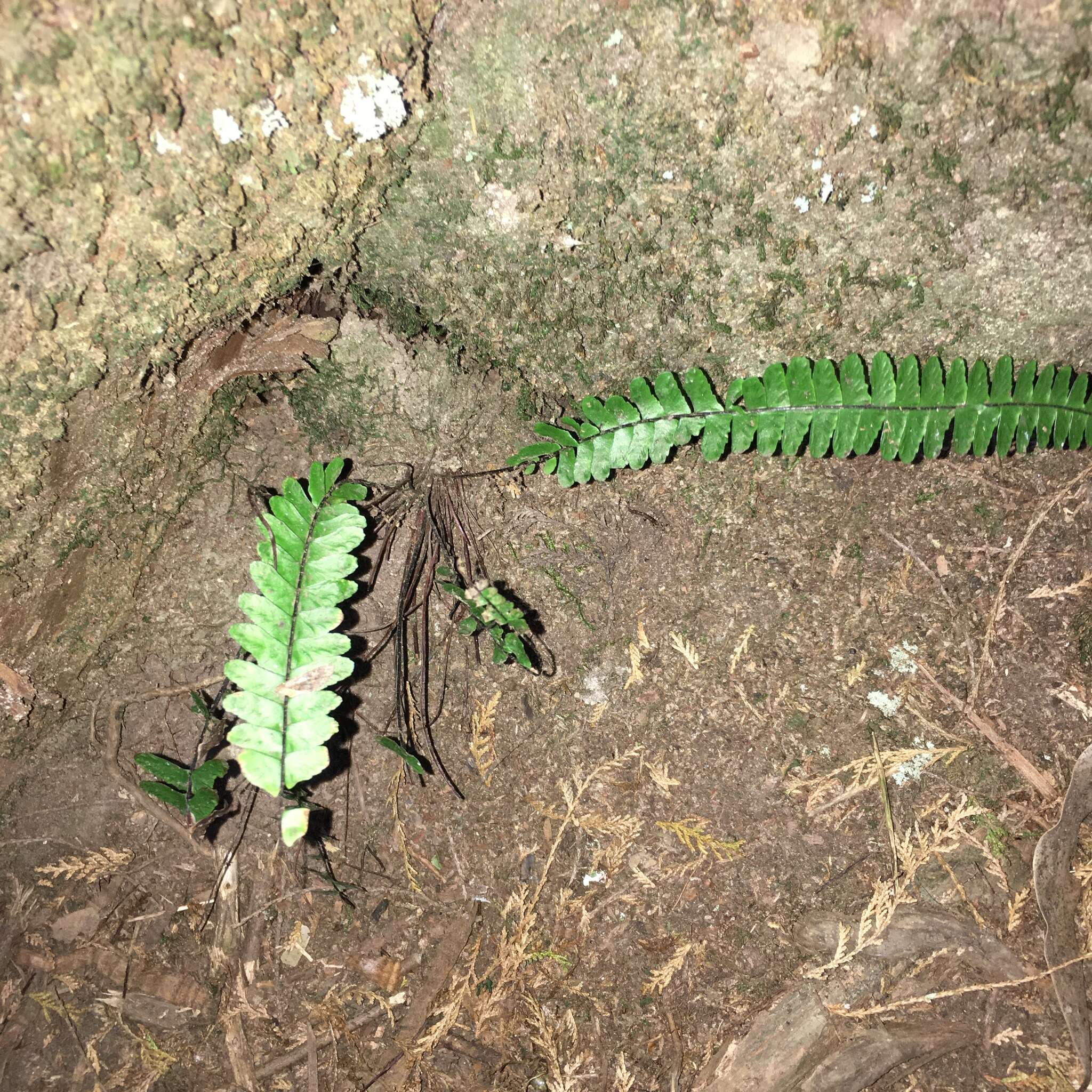 Image de Asplenium normale D. Don