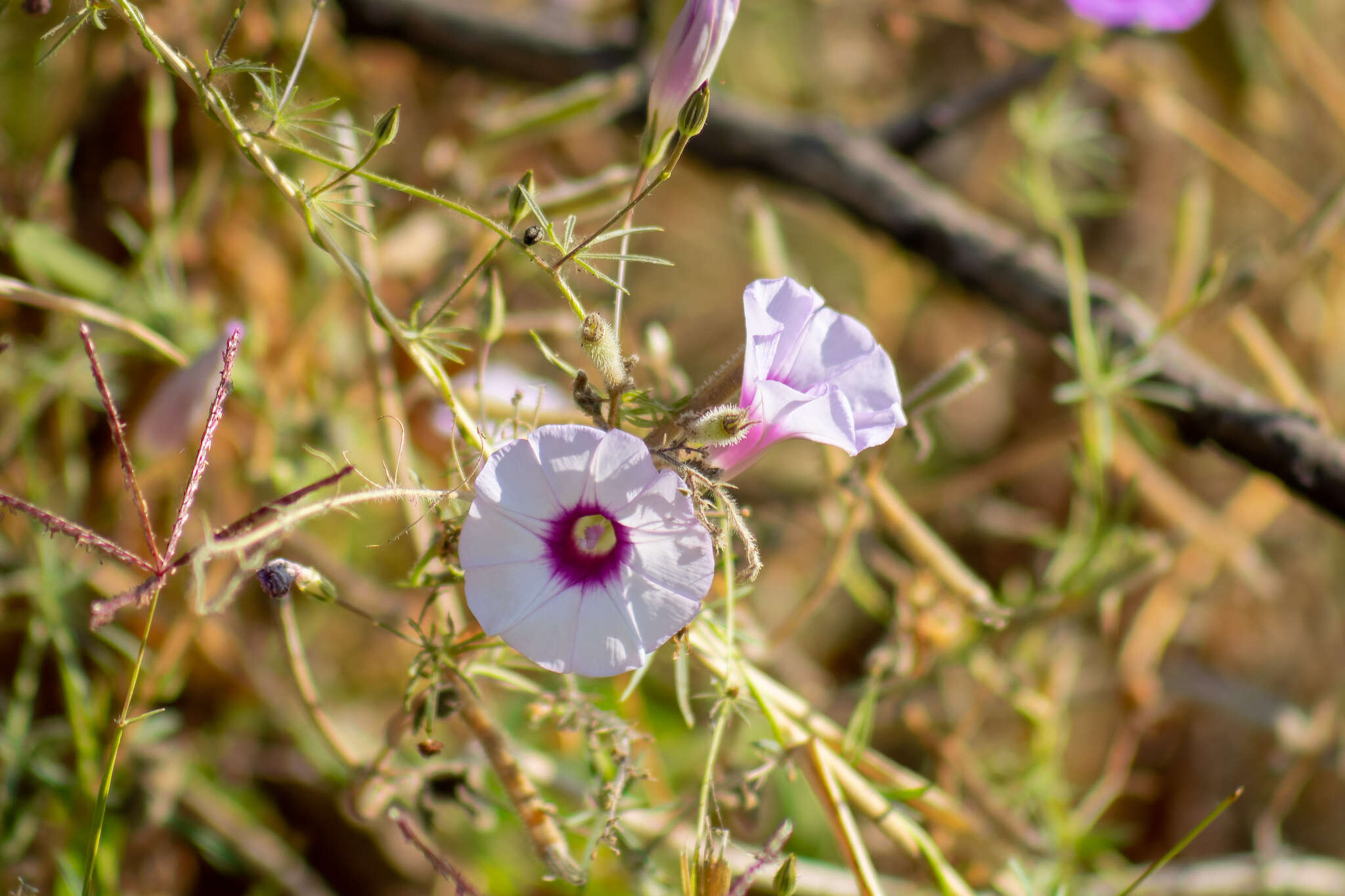 Sivun <i>Ipomoea <i>ternifolia</i></i> var. ternifolia kuva