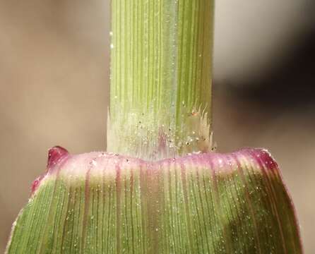 Image of viper grass