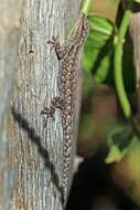 Image of Angola Dwarf  Gecko