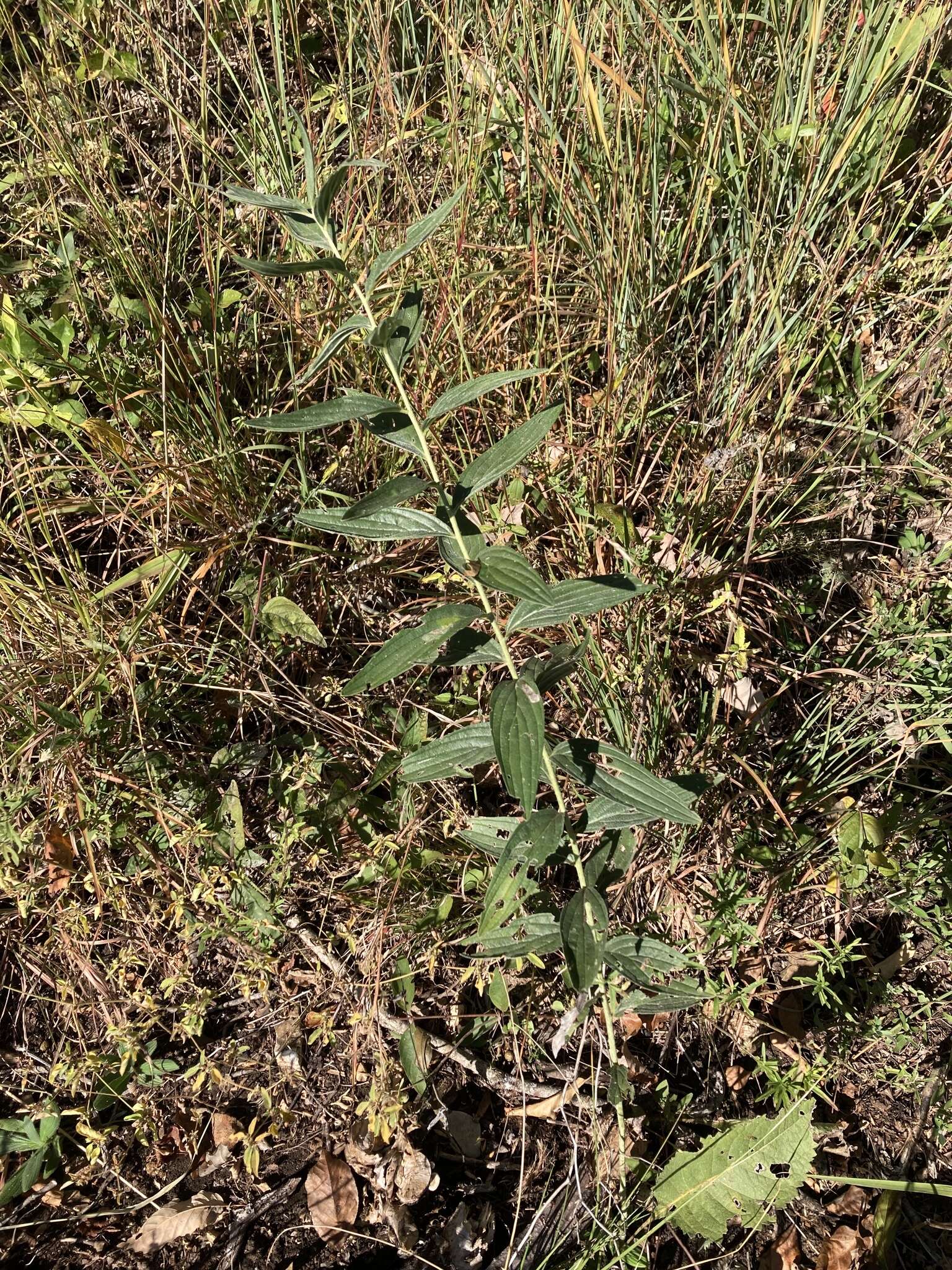 Image of softhair marbleseed